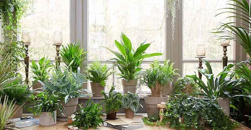 گیاهان آپارتمانی که به نور نیاز ندارند