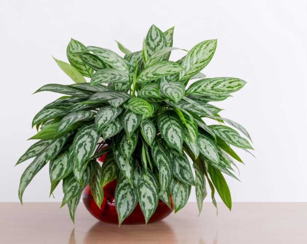 گیاهان آپارتمانی که به نور نیاز ندارند