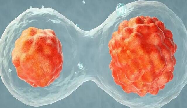 شناسایی ژنهای آغازگر رشد جنین در موشها شناسایی ژنهای آغازگر رشد جنین در موشها