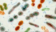 مهمترین انواع میکروبیوم ها در بدن انسان را بشناسید