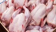 بررسی افزایش تولید و پایداری گوشت مرغ در قرارگاه امنیت غذایی
