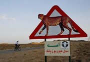 تصویب کاهش سرعت در جاده مرگ برای حفاظت از یوز آسیایی