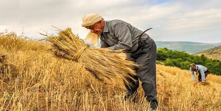 نرخ تضمینی گندم 1700 تومان پایینتر از قیمت پیشنهادی شورای قیمتگذاری است/ ضرورت اعلام نرخ گندم قبل از شروع کشت