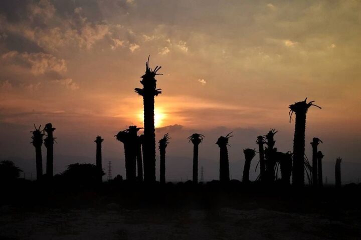 صاحبان نخلهای بی سر کجایند؟ صاحبان نخلهای بی سر کجایند؟