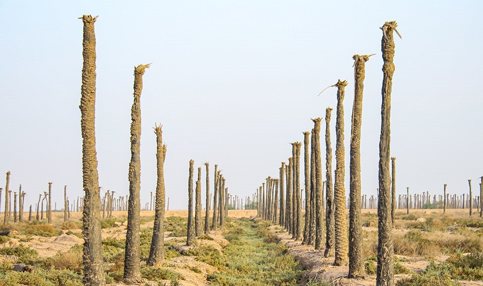 صاحبان نخلهای بی سر کجایند؟