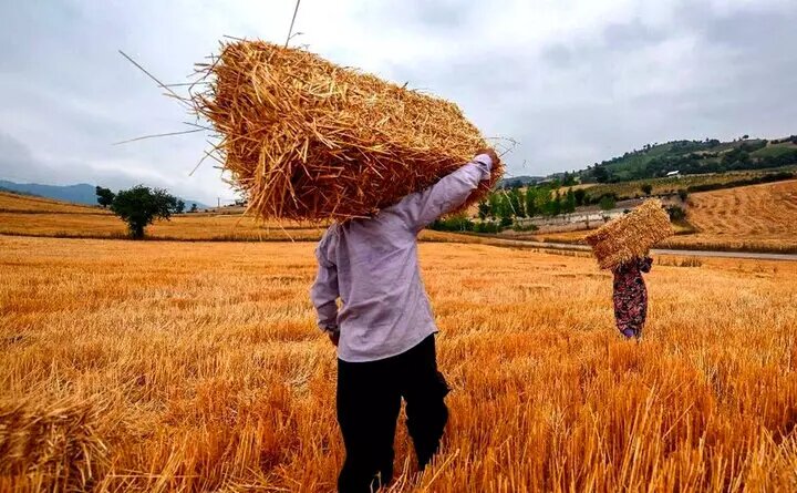 پرداخت مطالبات گندمکاران به ۱۲۱ همت رسید