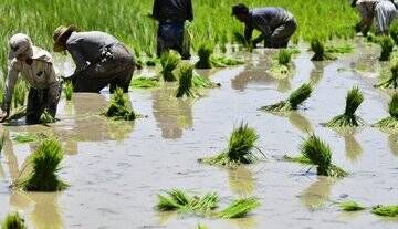 طرح تولید برنج بدون استفاده از سموم و آفت‌کش در کشور اجرا می‌شود