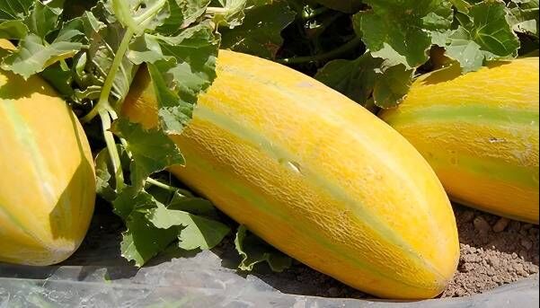 خواص خربزه برای زنان خواص خربزه برای زنان