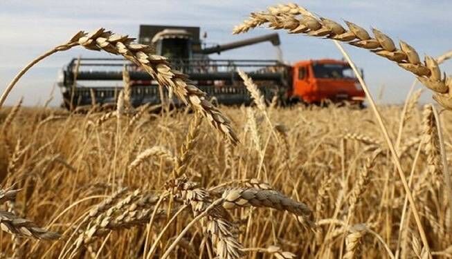 خرید تضمینی گندم از 9.5 میلیون تن گذشت خرید تضمینی گندم از 9.5 میلیون تن گذشت