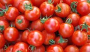 صادرات گوجه فرنگی ممنوع می‌شود