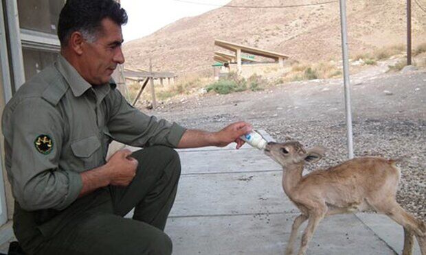 محیطبانان در خط مقدم مرگ و زندگی محیطبانان در خط مقدم مرگ و زندگی