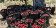 صادرات ۳۰۰ تن محصول باغی از قزوین به روسیه