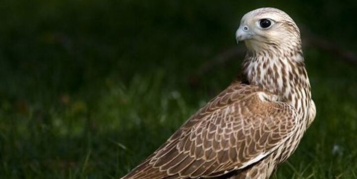 کشف و ضبط ۱۰ بهله پرنده شکاری بالابان در پارک ملی قطرویه