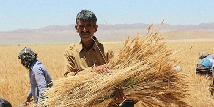 قیمت خرید تضمینی 32 قلم محصول کشاورزی فردا اعلام میشود قیمت خرید تضمینی 32 قلم محصول کشاورزی فردا اعلام میشود