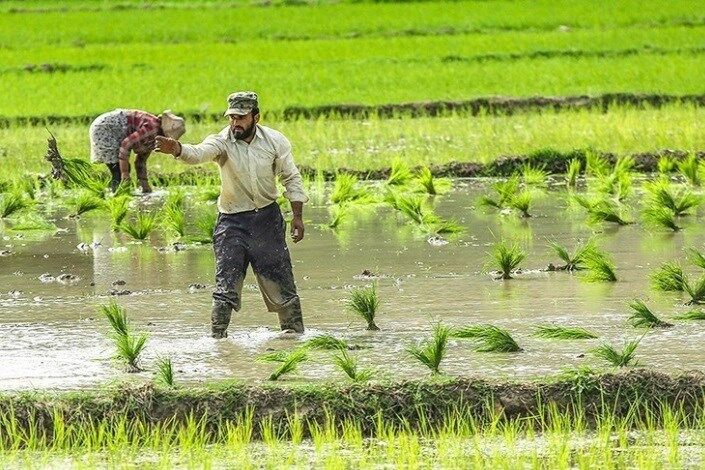 اعتماد به دانش بنیان ها برای تحول در کشاورزی