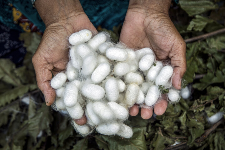 رشد توانمندسازی مددجویان کمیته امداد گلستان ثمره توجه دولت به محرومان