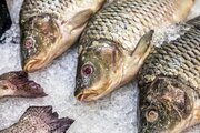 قیمت انواع ماهی در میادین و بازارهای میوه و تره بار اعلام شد