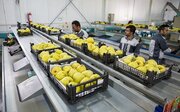 همسایگان رکوردار واردات محصولات کشاورزی ایران