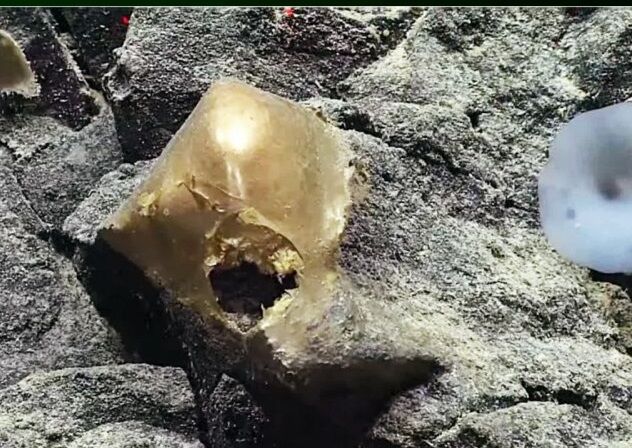 یک «تخم طلایی» عجیب در اعماق اقیانوس آرام کشف شد یک «تخم طلایی» عجیب در اعماق اقیانوس آرام کشف شد