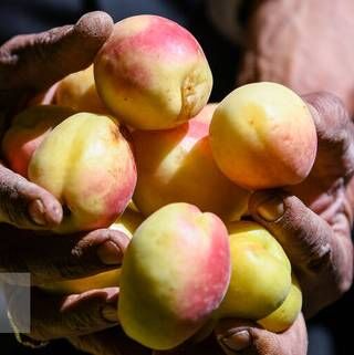 قیمت تولید محصولات کشاورزی توسط مرکز آمار اعلام شد قیمت تولید محصولات کشاورزی توسط مرکز آمار اعلام شد