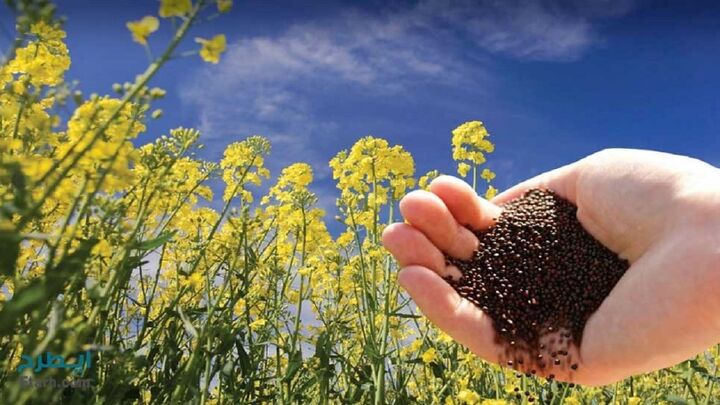 ۳ هزار میلیارد تومان دانه روغنی از کلزاکاران خریداری شد ۳ هزار میلیارد تومان دانه روغنی از کلزاکاران خریداری شد