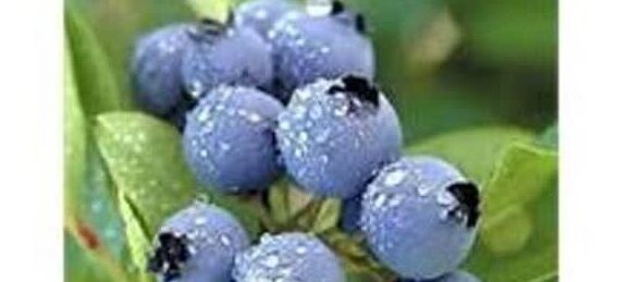 احداث اولین مزرعه بلوبری در ساری احداث اولین مزرعه بلوبری در ساری