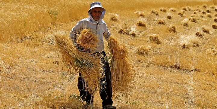 مابه‌التفاوت پول گندمکاران به زودی پرداخت می‌شود