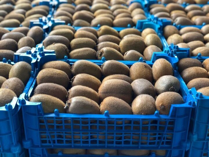 واحدهای زنجیره تولیدات محصولات کشاورزی مورد حمایت ویژه قرار می گیرد واحدهای زنجیره تولیدات محصولات کشاورزی مورد حمایت ویژه قرار می گیرد