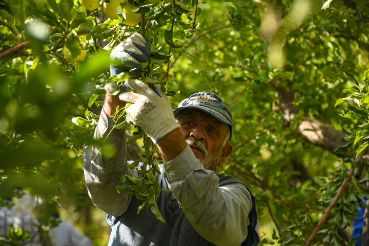 تولید میوههای سردسیری و خشک به ۱۱.۵ میلیون تن میرسد تولید میوههای سردسیری و خشک به ۱۱.۵ میلیون تن میرسد