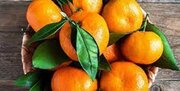 پیش‌بینی برداشت 125 هزار تن نارنگی در ساری