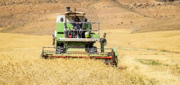 ۹۹ درصد گندم دیم طرح جهش تولید در استان قزوین برداشت شد