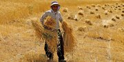 وزیر جهاد کشاورزی: نیازی به واردات گندم برای تامین نان امسال کشور نداریم