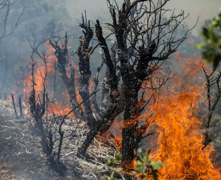 ۲۴۳ هکتار از جنگل‌ها و مراتع سنندج طعمه آتش شد