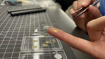 حسگری بینهایت نازک که روی کلیه نصب میشود حسگری بینهایت نازک که روی کلیه نصب میشود