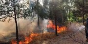 جنگل های مرزن آباد چالوس دچار آتش سوزی شد