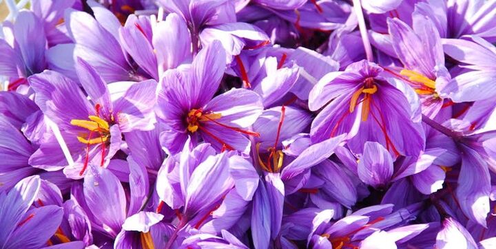 جشنواره «طلای سرخ قاینات» در فهرست رویدادهای ملی کشور جشنواره «طلای سرخ قاینات» در فهرست رویدادهای ملی کشور