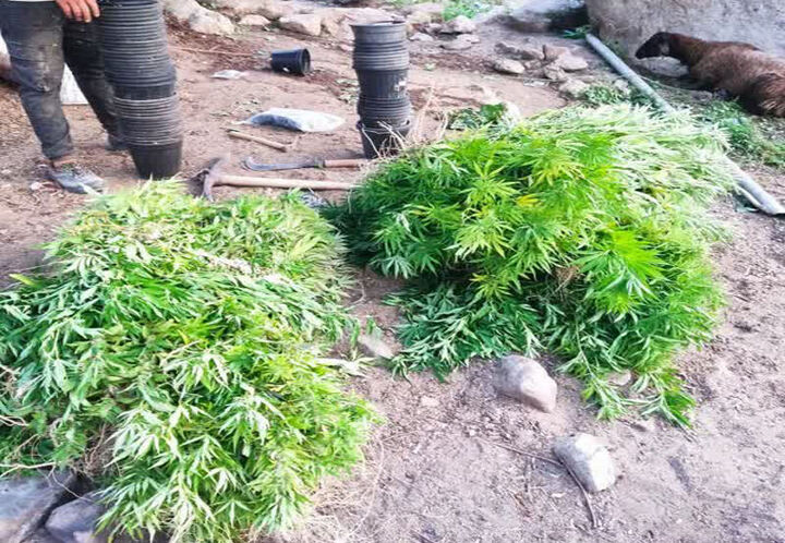۳۴ کیلوگرم ماده مخدر گل در صحنه کشف شد ۳۴ کیلوگرم ماده مخدر گل در صحنه کشف شد