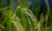 تولید ۴۲ درصد برنج کشور در مازندران/ ۹۸ درصد شالیزارها مکانیزه برداشت شد