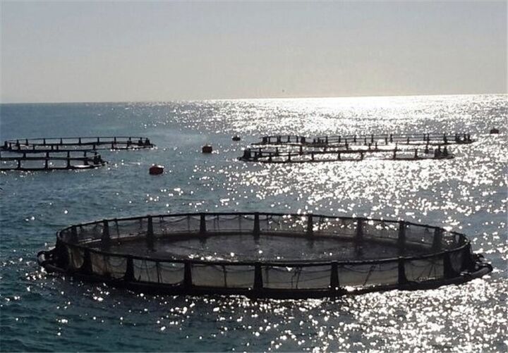 سرمایه‌گذاری ۶۲۰ میلیاردی اوقاف بوشهر در طرح پرورش ماهی ‌