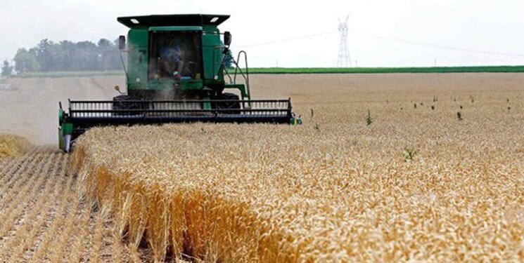 کردستان رتبه نخست کشوری تولید گندم دیم را کسب کرد