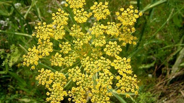 این گیاه جادویی قاتل نفخ شکم است این گیاه جادویی قاتل نفخ شکم است