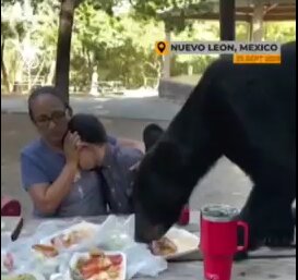ورود وحشتناک یک خرس گرسنه به سفره صبحانه یک خانواده