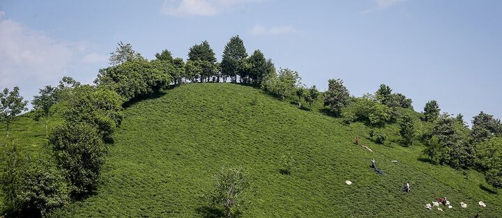 تولید برگ سبز چای در کشور ۴۲ درصد افزایش یافت