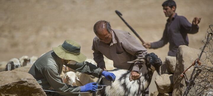 واکسیناسیون آبله و شاربن در ۶۰۰ روستای کردستان آغاز شد واکسیناسیون آبله و شاربن در ۶۰۰ روستای کردستان آغاز شد