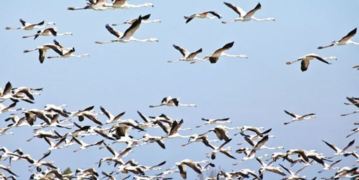 بارش‌های پاییزی نوید حضور بیشتر پرندگان مهاجر را می‌دهد