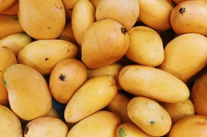 انبه ؛ معجزهای برای سلامتی انبه ؛ معجزهای برای سلامتی