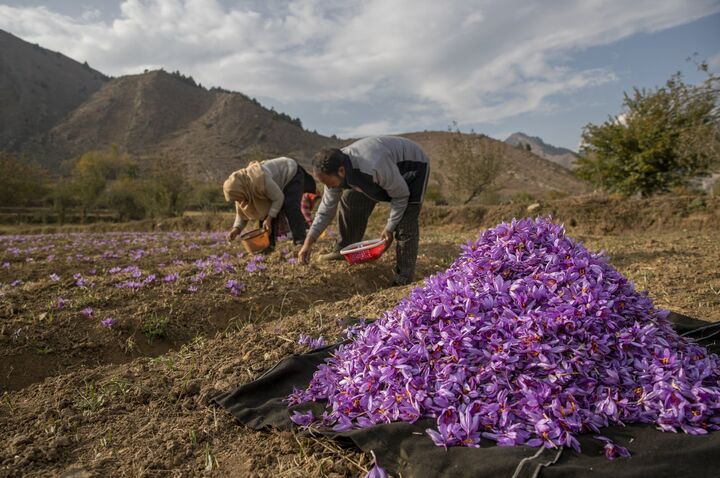 سفرههای ایرانی بدون زعفران شد سفرههای ایرانی بدون زعفران شد