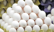 ارسال سالانه ۳۴ هزار تُن تخم‌مرغ از استان مرکزی به استان‌های کشور