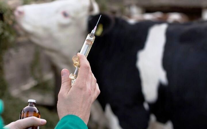 سمنان تامینکننده ۸۵ درصد نیاز دارویی دامپزشکی کشور است سمنان تامینکننده ۸۵ درصد نیاز دارویی دامپزشکی کشور است