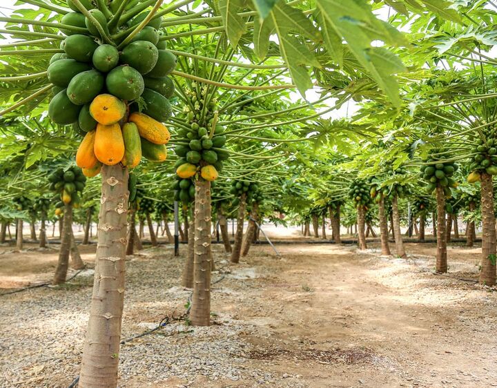 ۱۰۰ درصد اعتبارات سفر رهبری در بخش کشاورزی خراسانشمالی تخصیص یافت ۱۰۰ درصد اعتبارات سفر رهبری در بخش کشاورزی خراسانشمالی تخصیص یافت